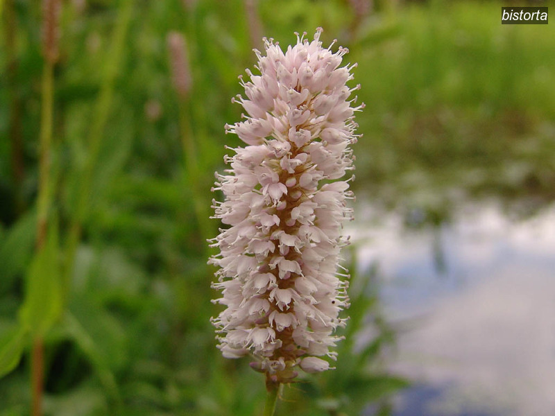 bistorta polygonum bistorta adderwortel 07714