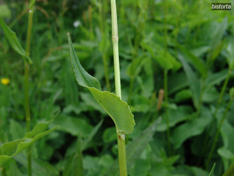 bistorta polygonum bistorta adderwortel 07720