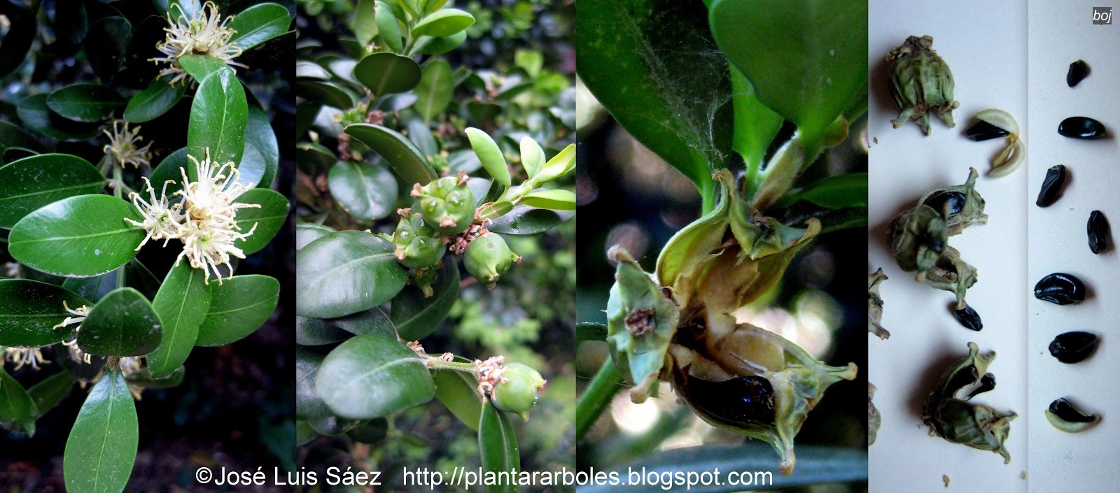 Boj Buxus sempervirens