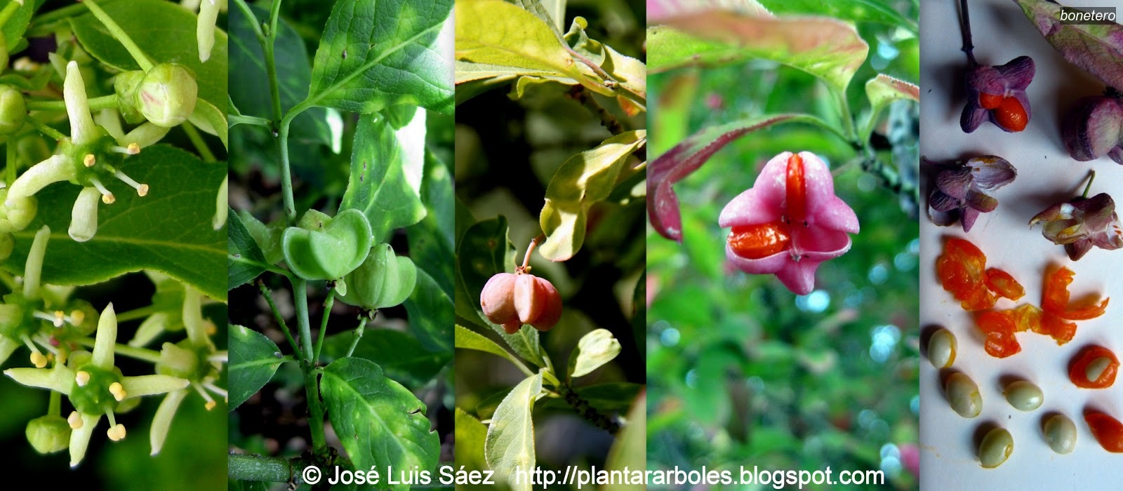 Bonetero Euonymus europaeus