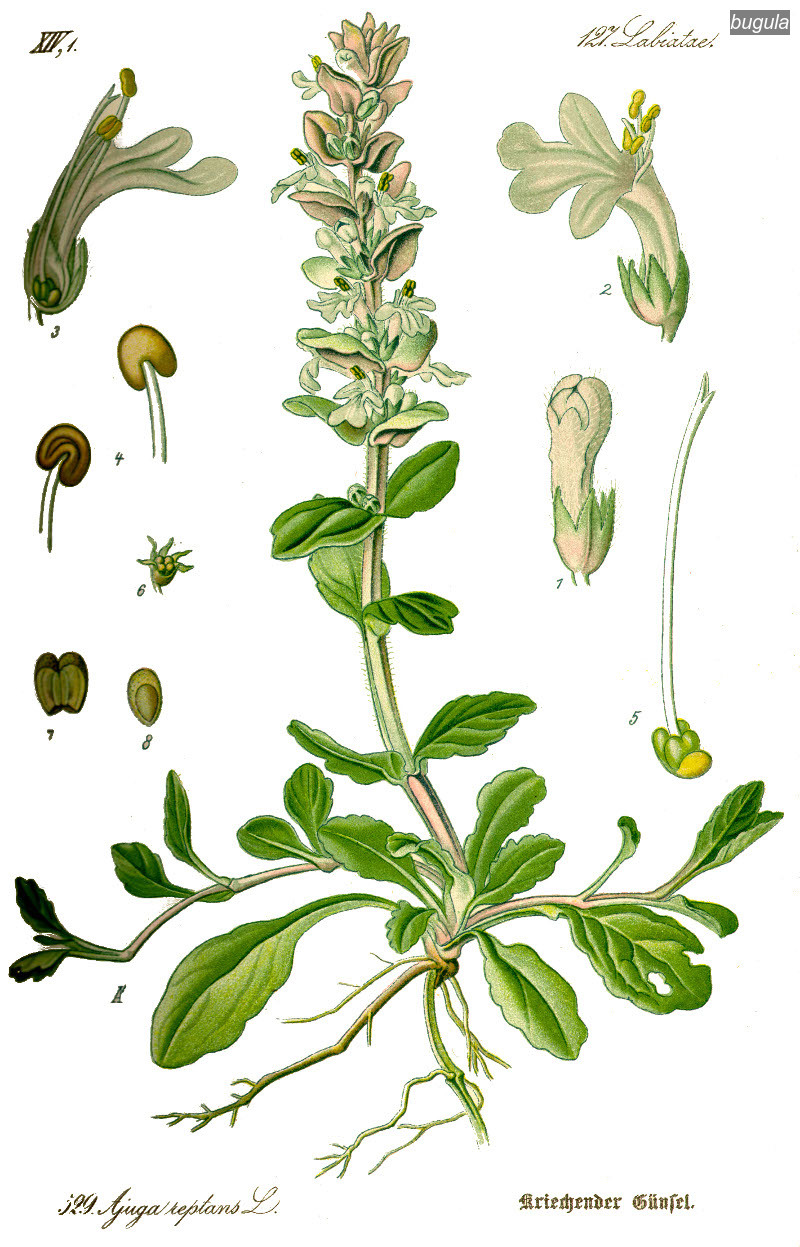 bugula0