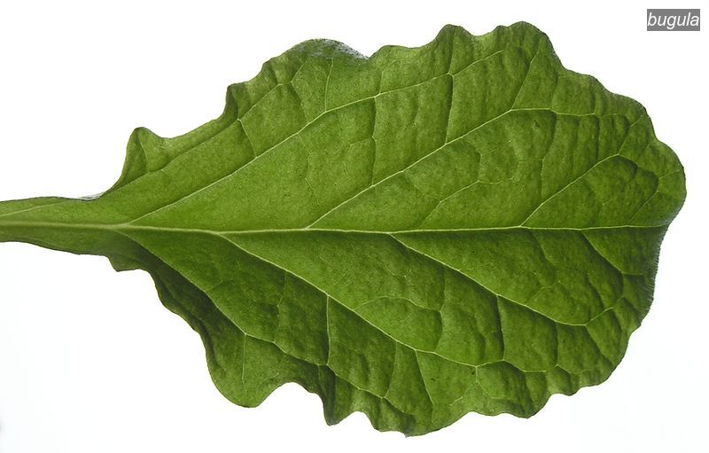bugula2
