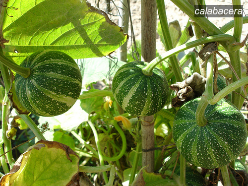 calabacera0