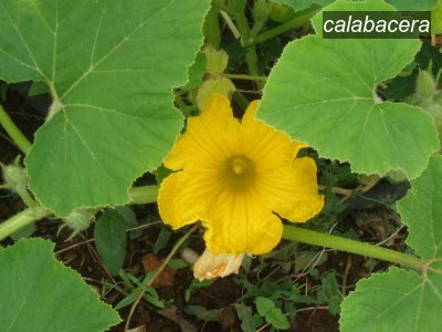 calabacera1