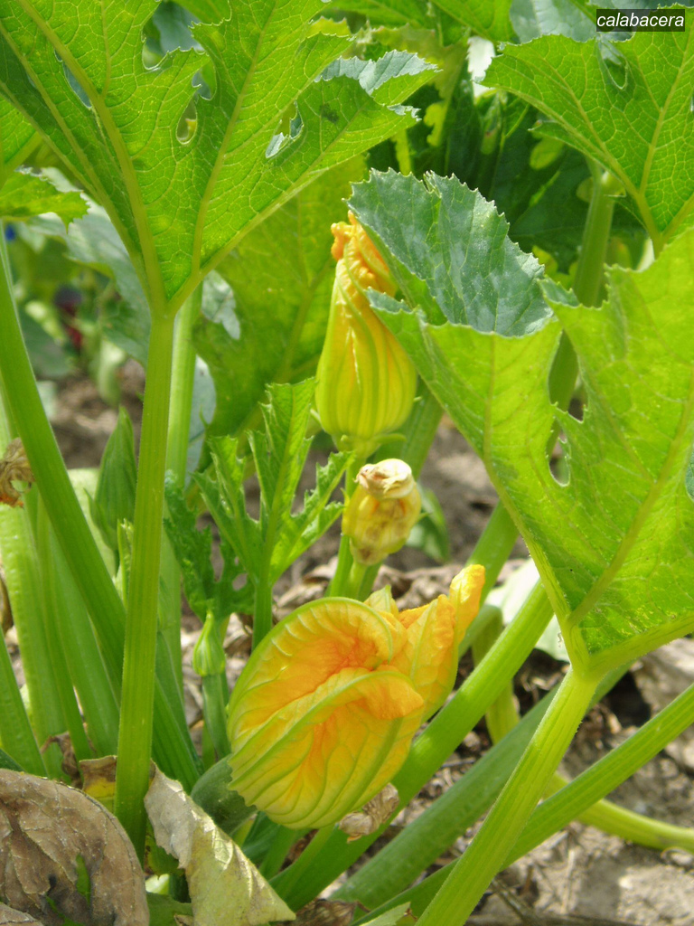 calabacera2