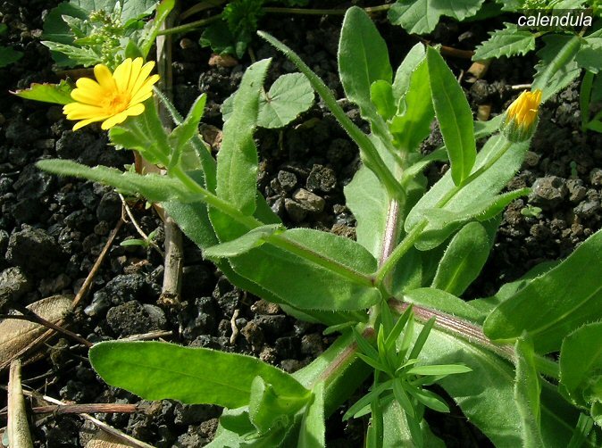 calendula0