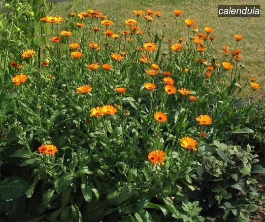 calendula9