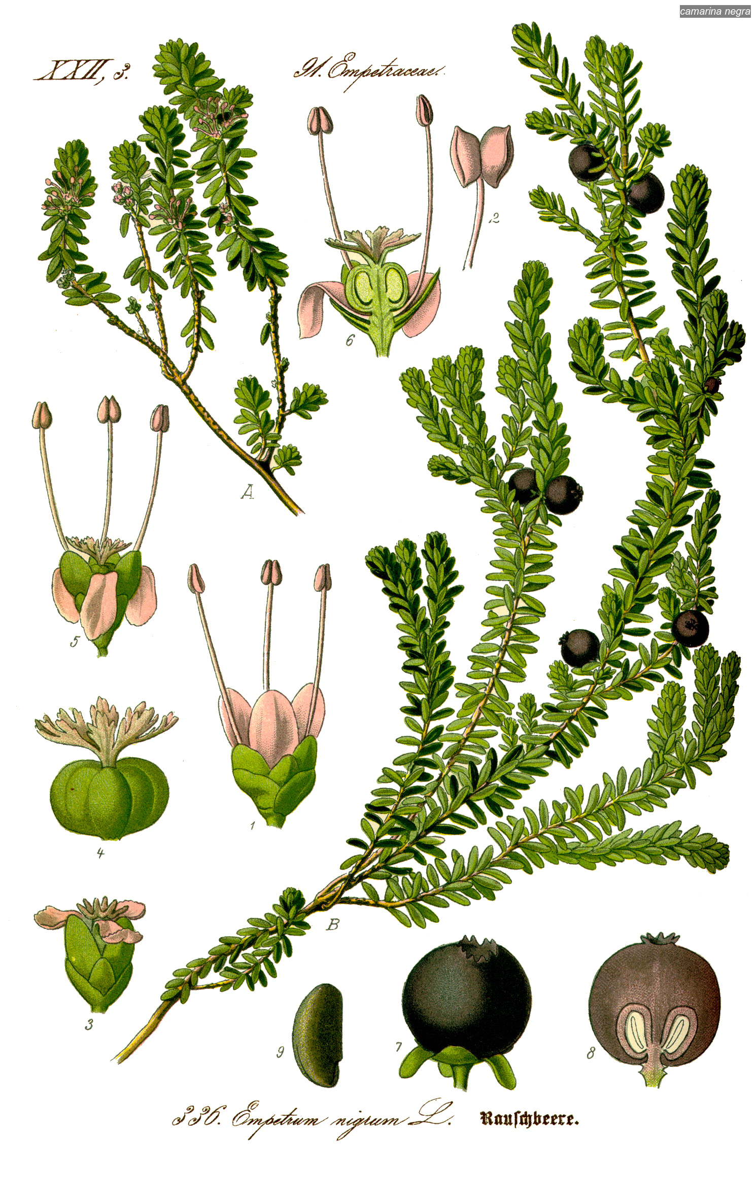 camarina negra0