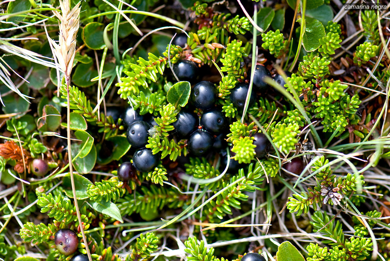 camarina negra1
