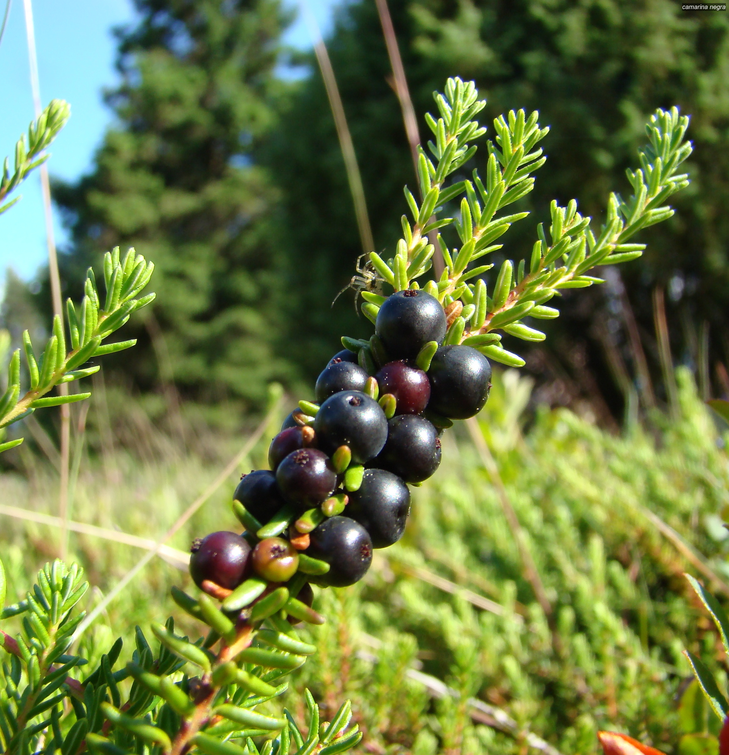 camarina negra3