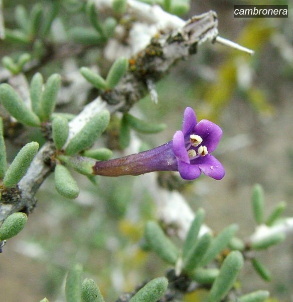 cambronera0 intrincatum