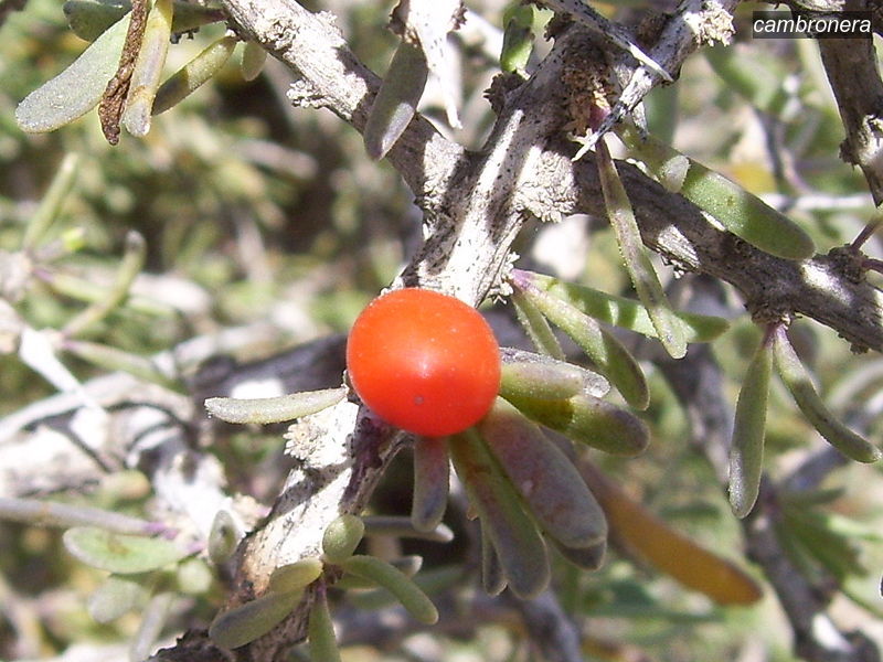 cambronera1 intrincatum