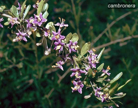 cambronera2 halimifolium