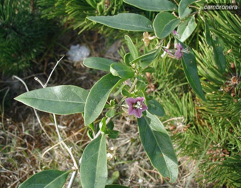 cambronera4 halimifolium
