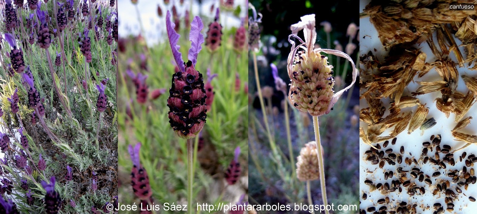 Cantueso Lavandula Stoechas