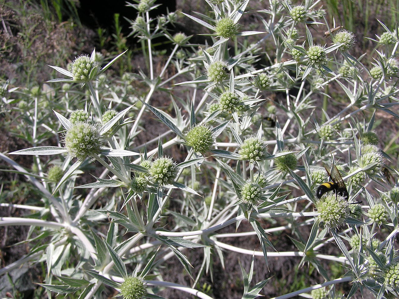 cardo yesquero1