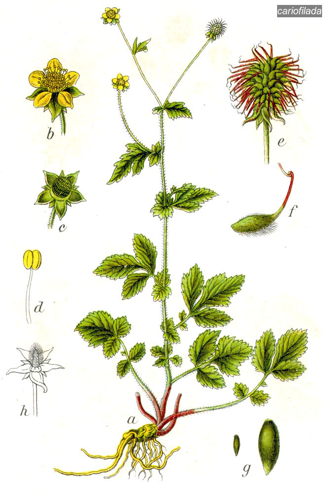 cariofilada1