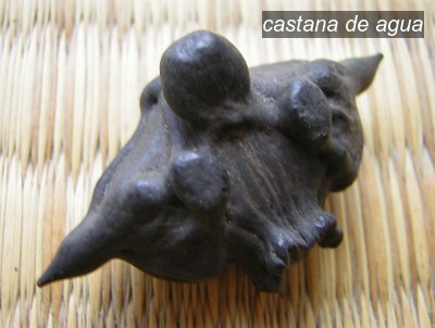 castana de agua1