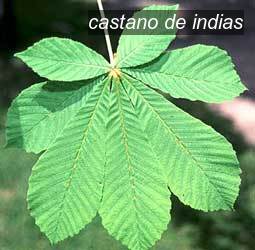 castano de indias0