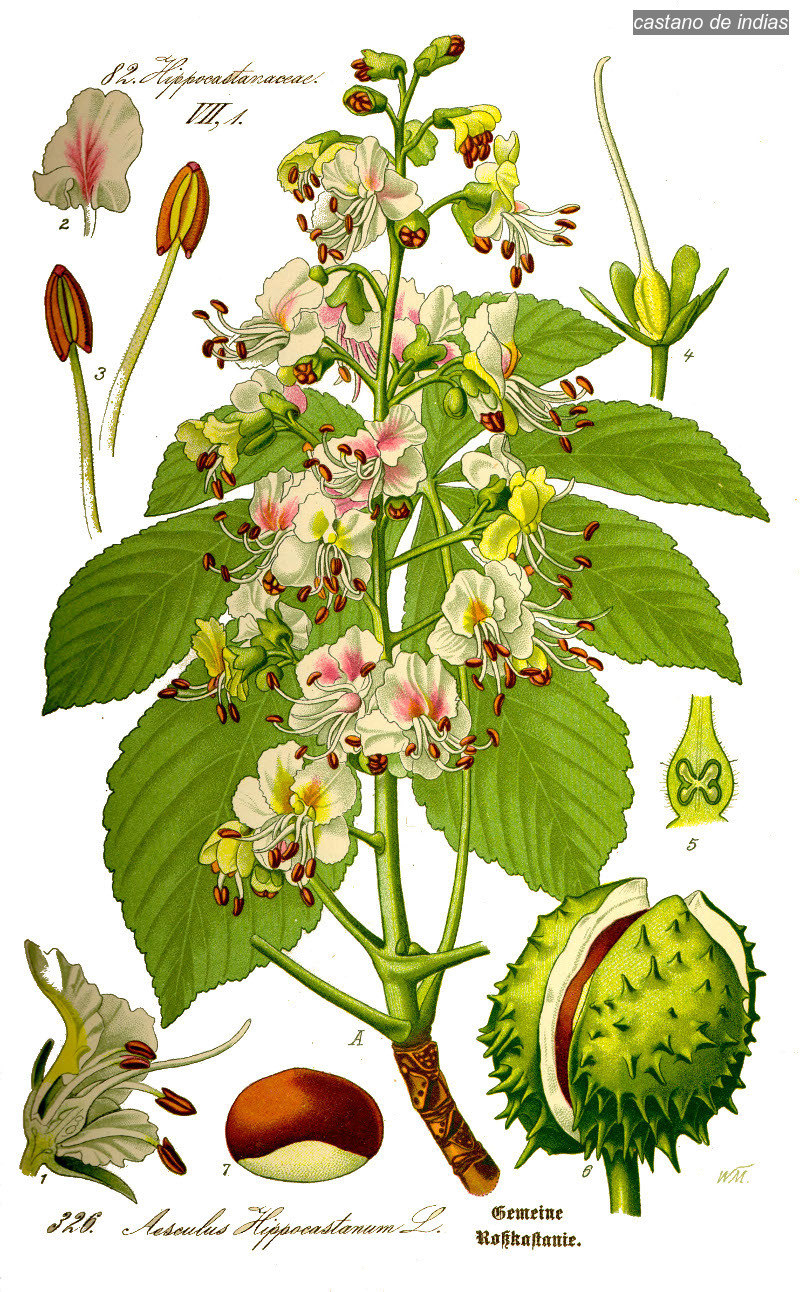 castano de indias1