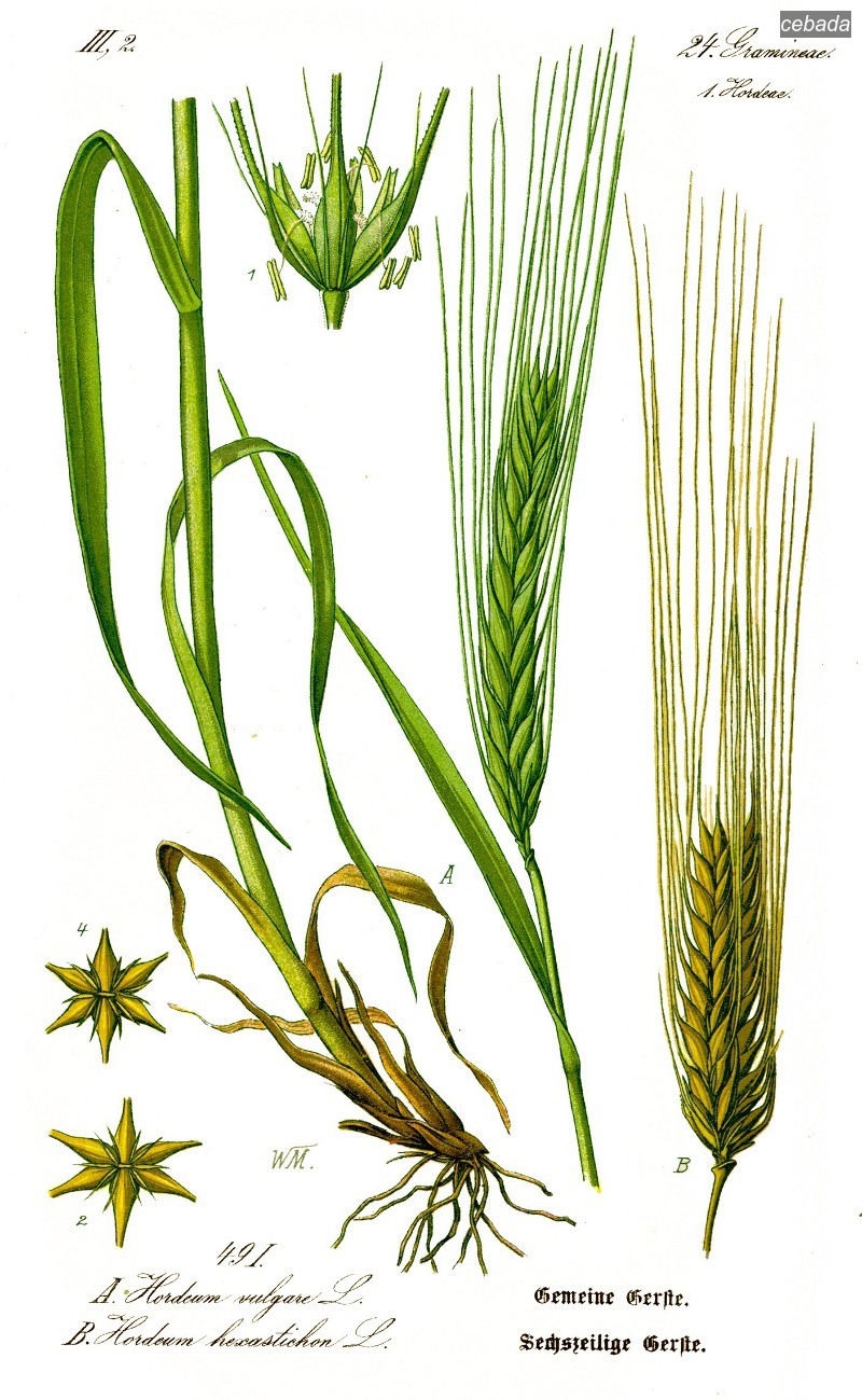 cebada0