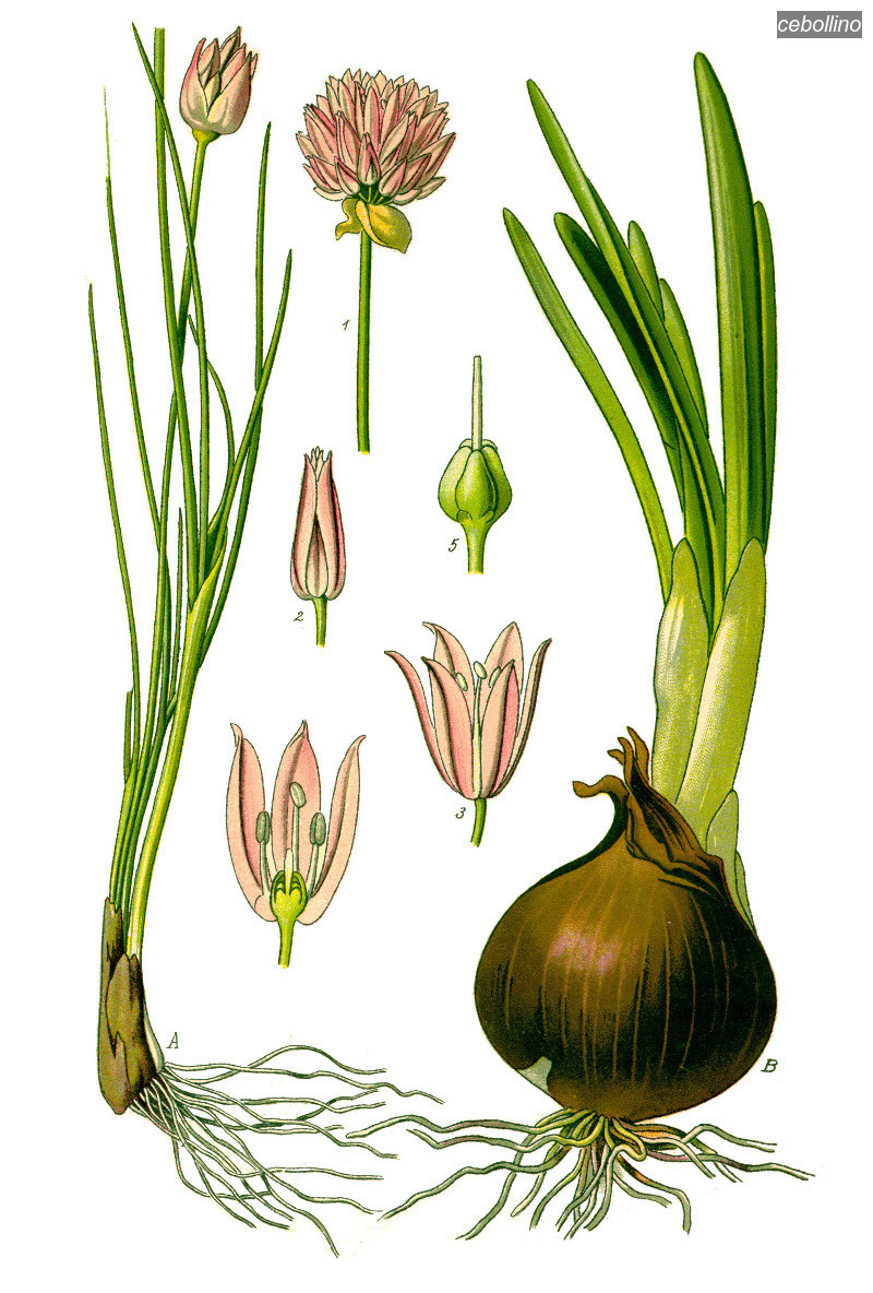 cebollino0