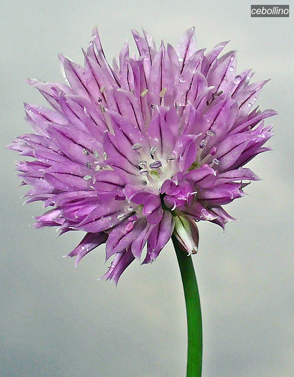 cebollino1