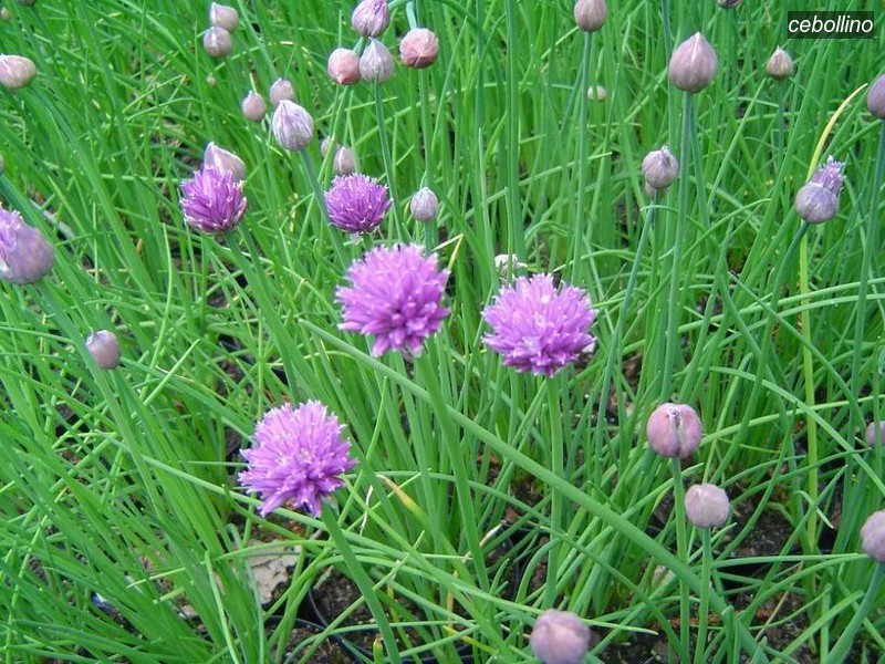 cebollino9