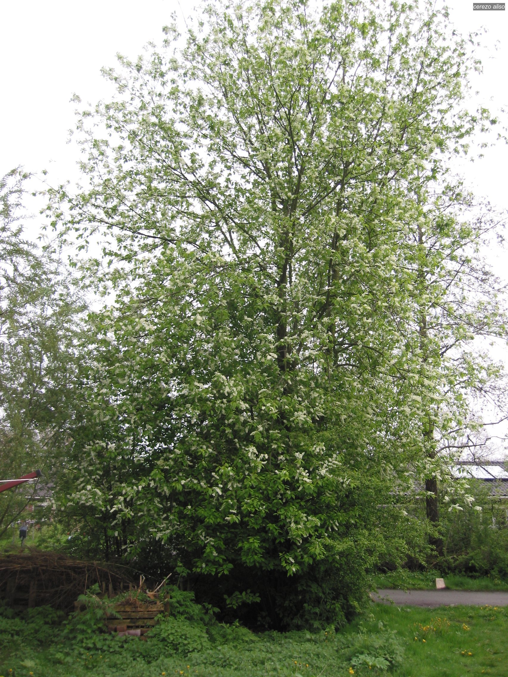 Cerezo aliso2