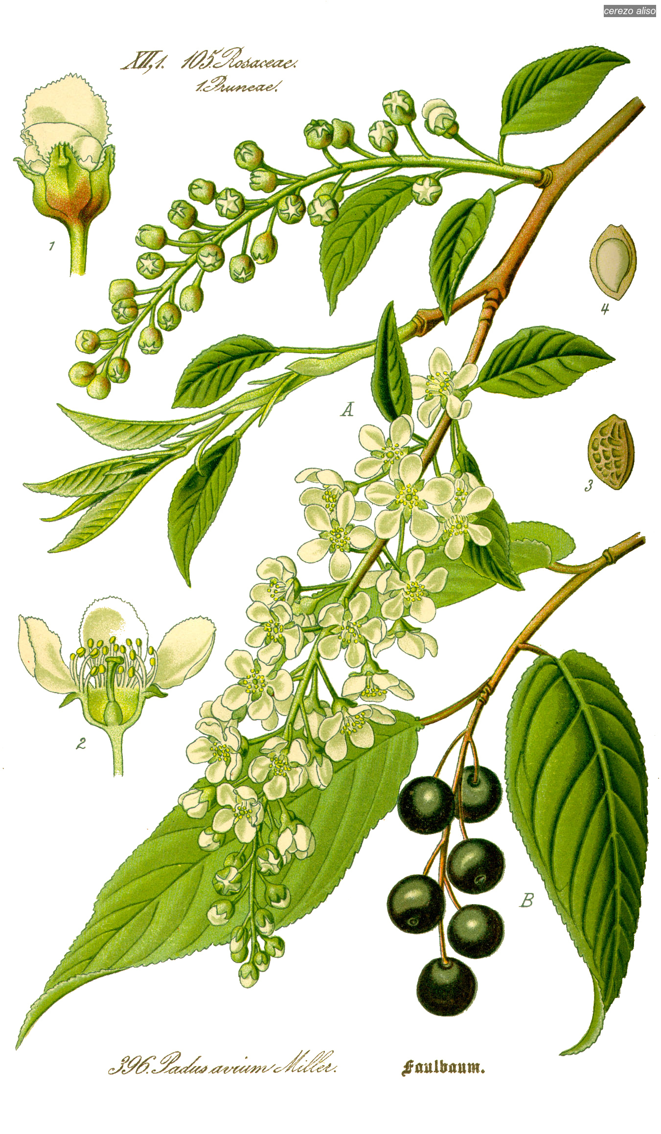 Cerezo aliso3