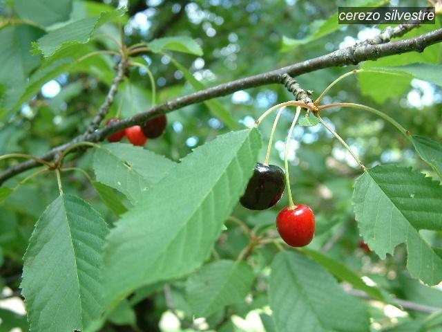 cerezo silvestre9