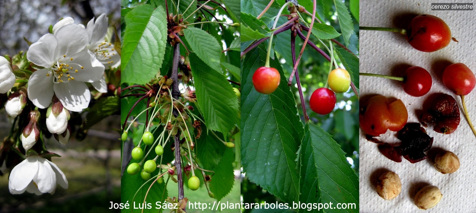 cerezo silvestre prunus avium