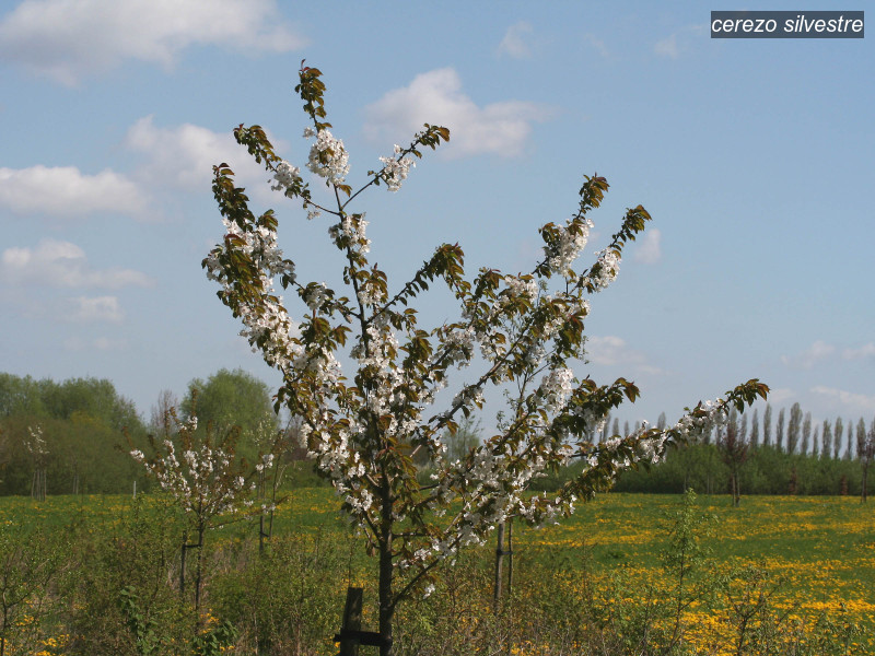 cerezo silvestre prunus avium 1795