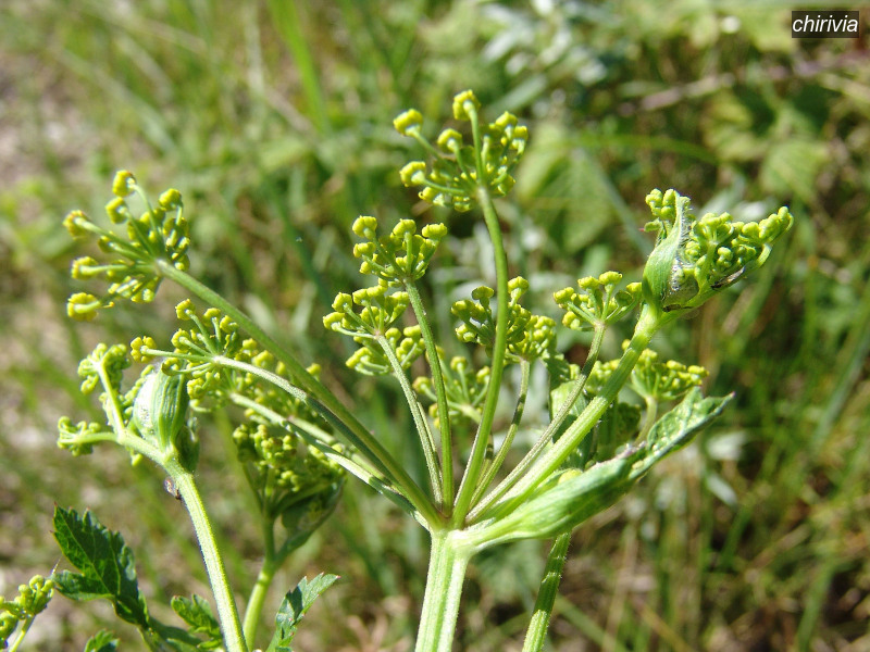 chirivia pastinaca sativa 03632