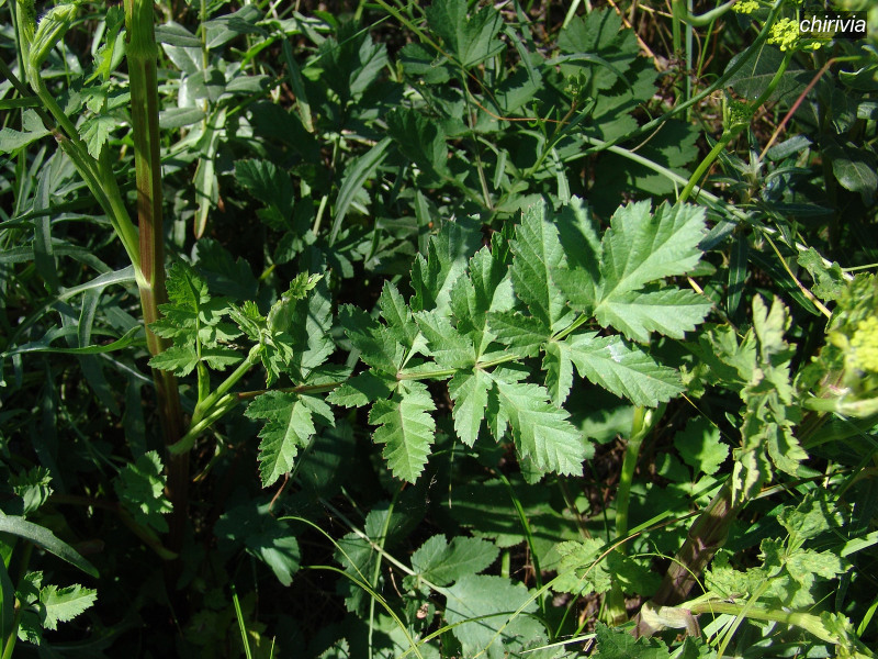 chirivia pastinaca sativa 03635