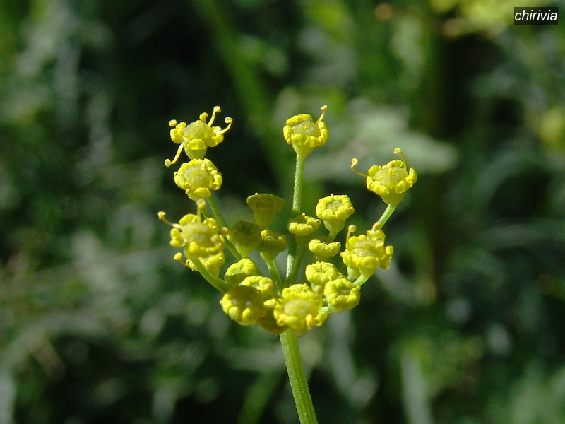 chirivia pastinaca sativa 03636