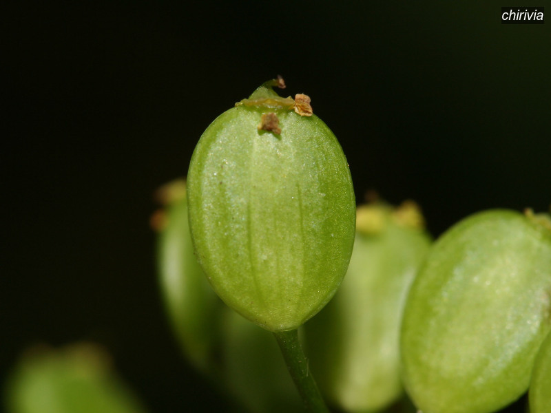 chirivia pastinaca sativa 7204