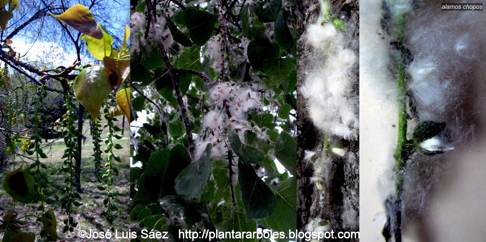 Populus nigra Populus nigra