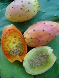 chumbera 005
