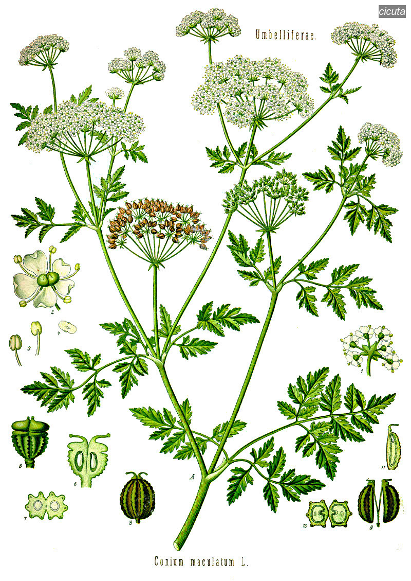 cicuta0