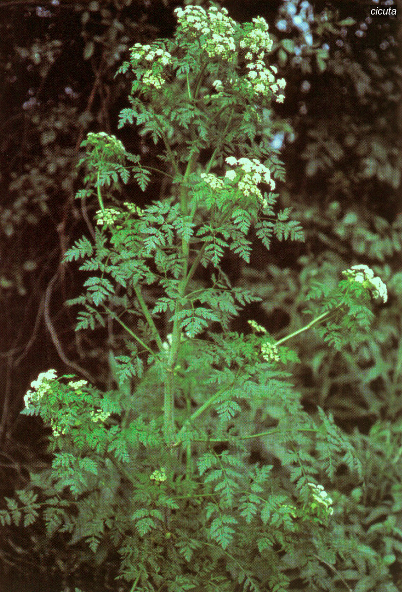 cicuta1