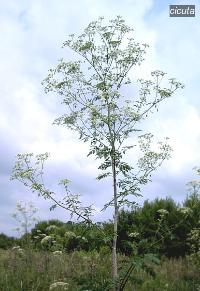 cicuta2