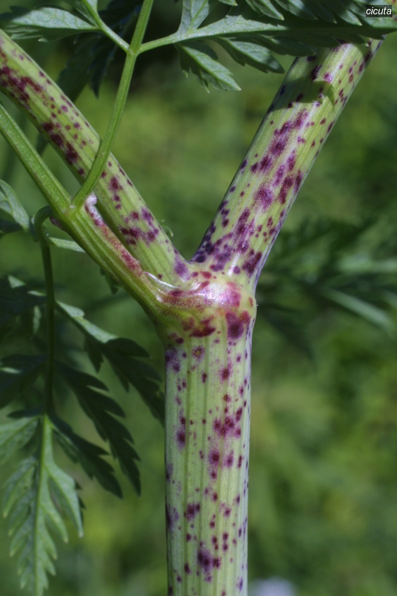 cicuta3