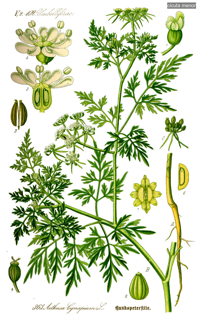 cicuta menor0