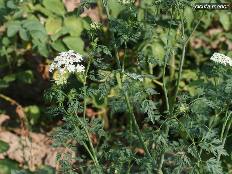 cicuta menor aethusa cynapium 4069