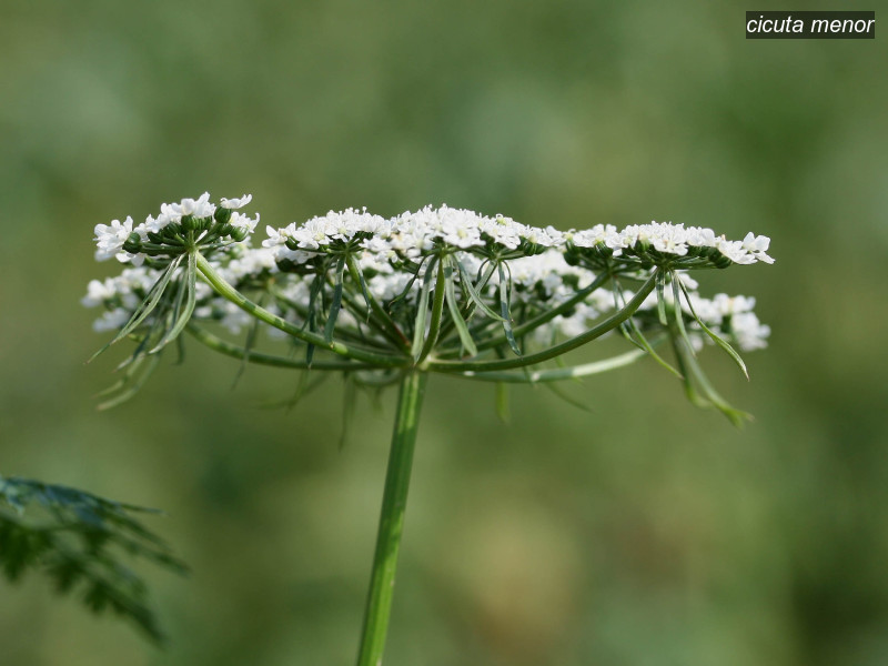 cicuta menor aethusa cynapium 4071