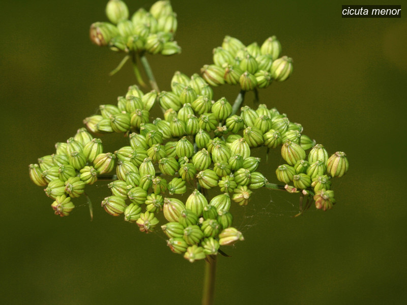 cicuta menor aethusa cynapium 5168