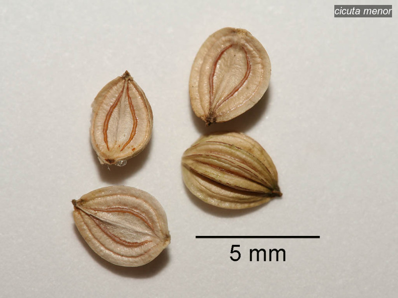 cicuta menor aethusa cynapium hondspeterselie 09 5169