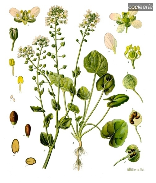 coclearia0 cochlearia officinalis coclearia0 cochlearia officinalis