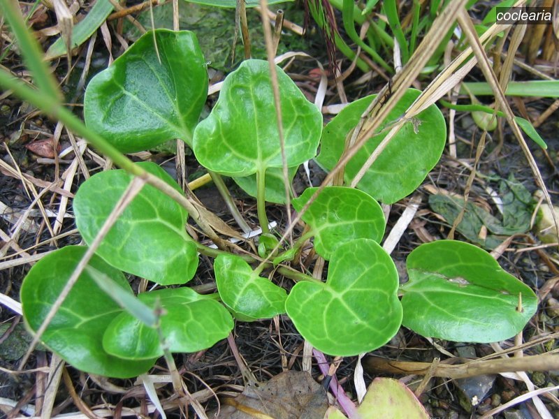 coclearia2 cochlearia officinalis coclearia2 cochlearia officinalis